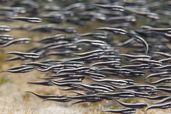 BD-110318-Puerto-Galera-3882-Plotosus-lineatus-(Thunberg.-1787)-[Striped-eel-catfish.-Korallmal].jpg